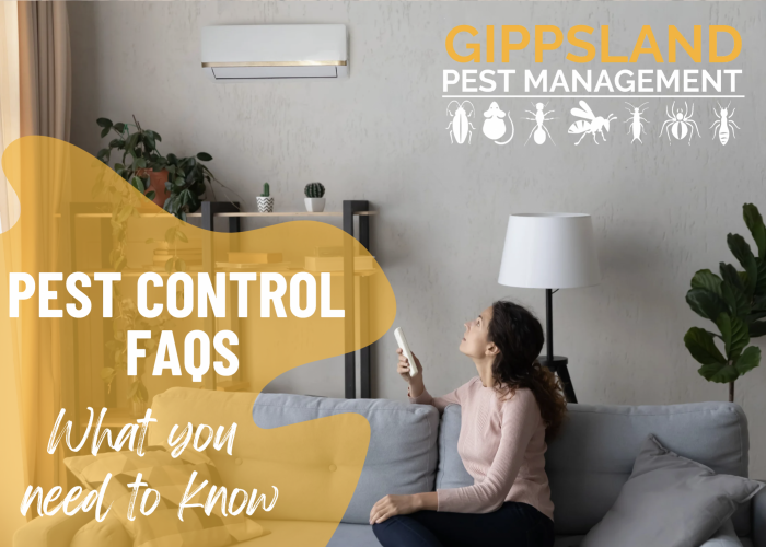 Pest Control FAQs: Ensuring Safety and Comfort